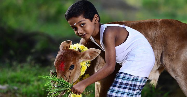 Harvest Festivals Of India