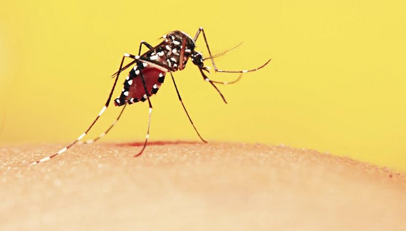 Beware of the mosquito bite: Diseases caused by mosquitoes, symptoms and treatment