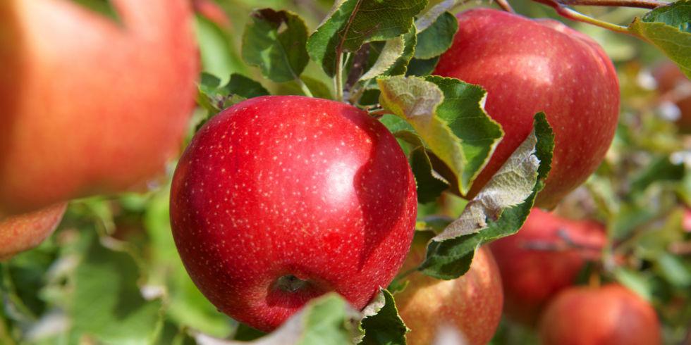 The New Dirty Dozen: 22 Foods to Eat Organic