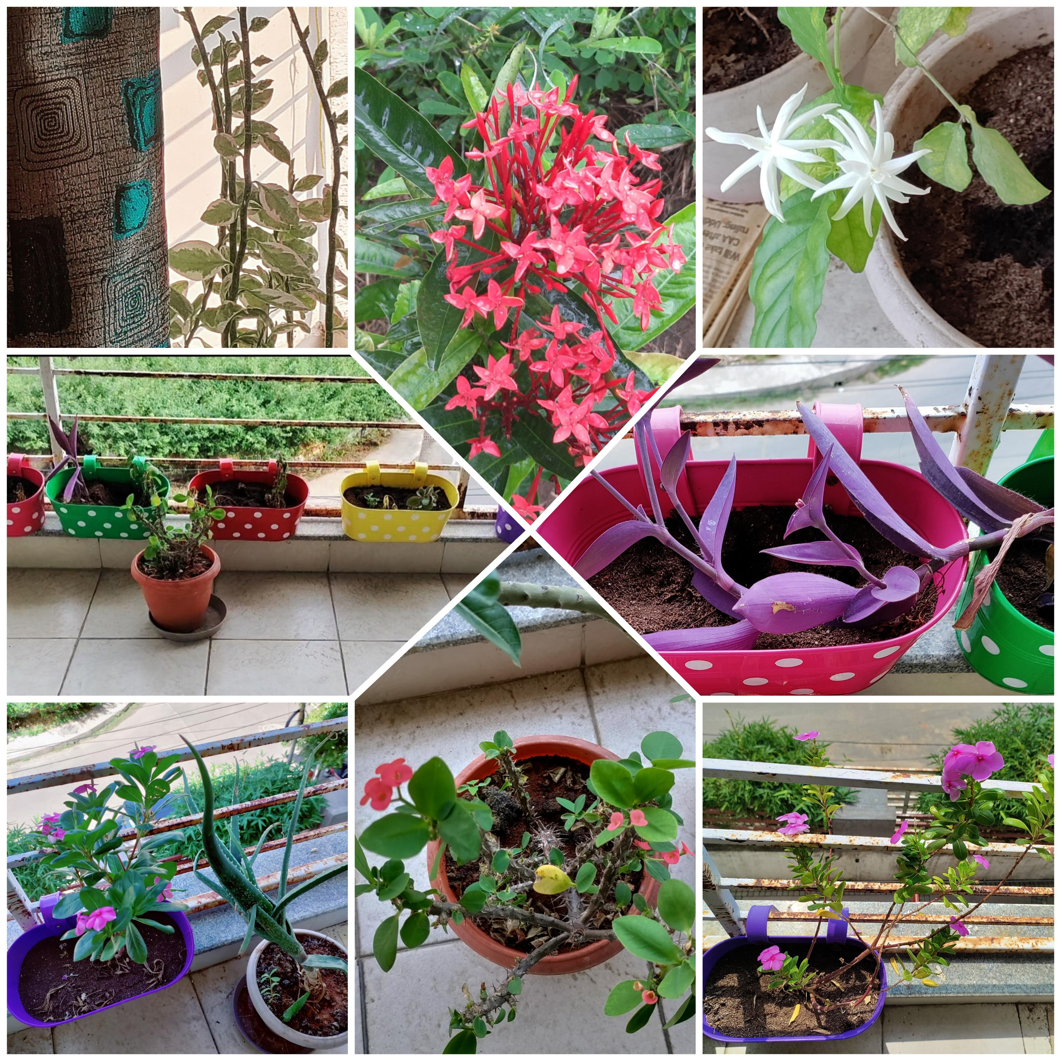 Collage of balcony gardening. A bit of nature and my favourite place to relax. 