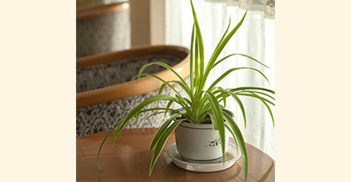 8 Natural Ways To Purify The Air At Home 8 Natural Ways To Purify The Air At Home