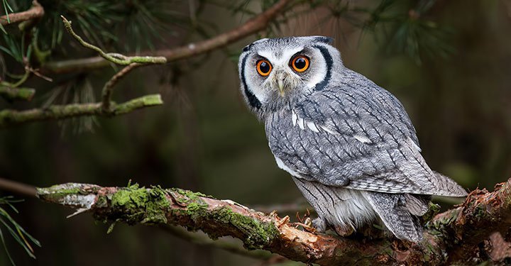 Interesting And Fun Facts About Owls For Kids