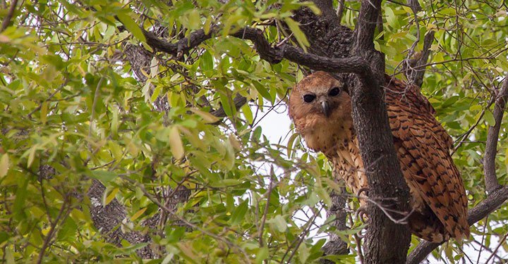 Interesting And Fun Facts About Owls For Kids