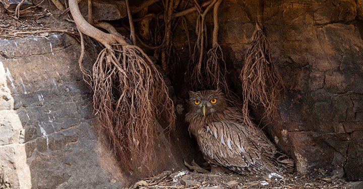 Interesting And Fun Facts About Owls For Kids