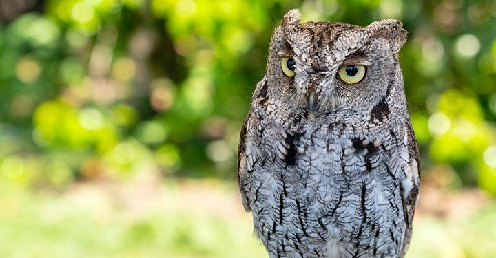 Interesting And Fun Facts About Owls For Kids