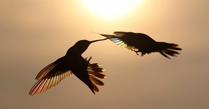 Interesting Facts About Hummingbirds For Kids