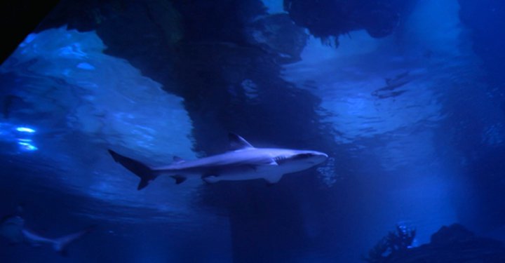 VGP Underwater Aquarium In Chennai