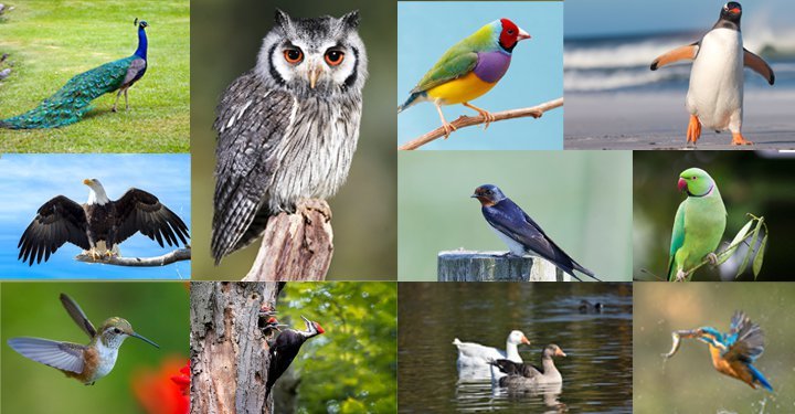 Top 122 + 10 amazing facts about animals and birds ...
