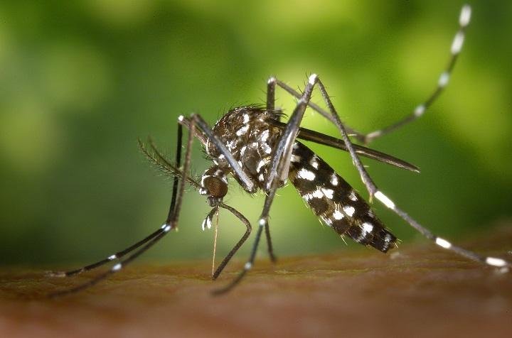 Zika: Causes of the disease, symptoms, secondary complications, treatment options and more