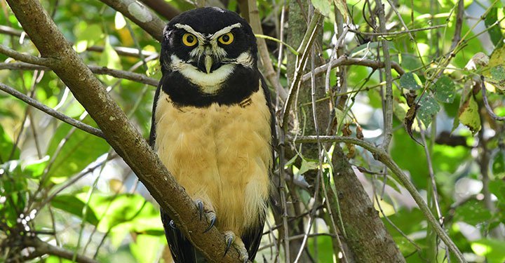 Interesting And Fun Facts About Owls For Kids