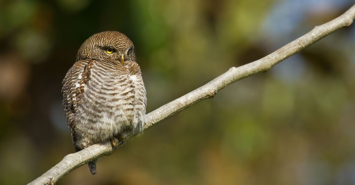 Interesting And Fun Facts About Owls For Kids