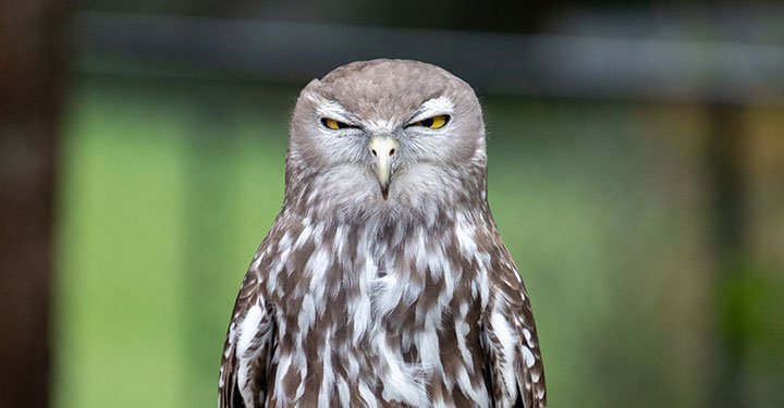 Interesting And Fun Facts About Owls For Kids