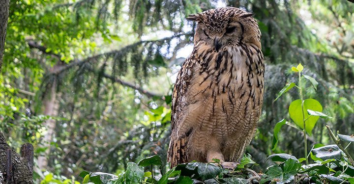 Interesting And Fun Facts About Owls For Kids