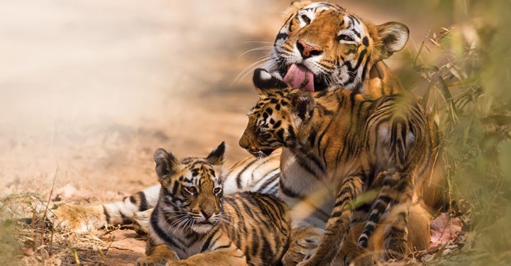 Tiger Man Of India: We Have A Moral Obligation To Hold Nature In Trust