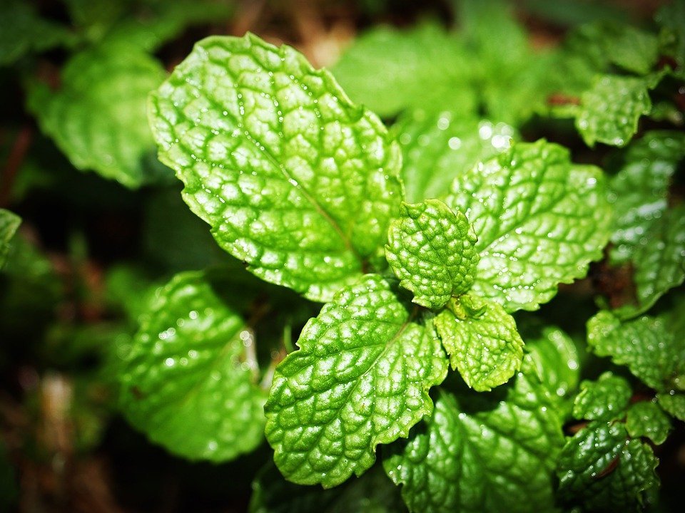 Health Benefits of Mint Leaves, Pudina Medicinal Uses, Mint Tea