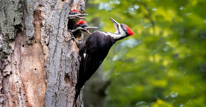 Amazing Facts About Birds For Kids