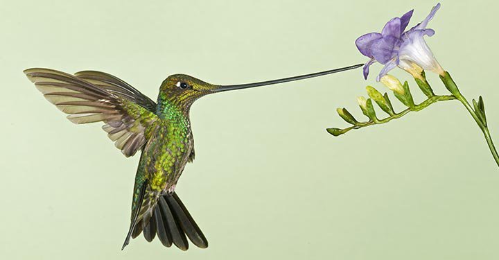 Interesting Facts About Hummingbirds For Kids