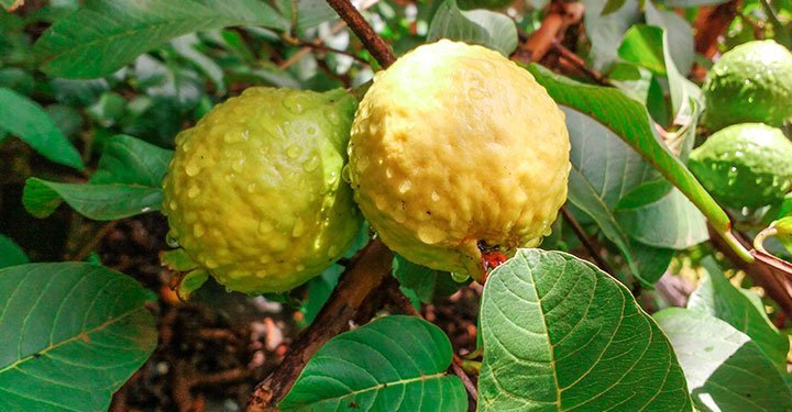 Health Benefits of Guava Fruit and Leaves, Guava Nutritional Value Per 100g  , Uses and Origin of Guava Leaf | ParentCircle
