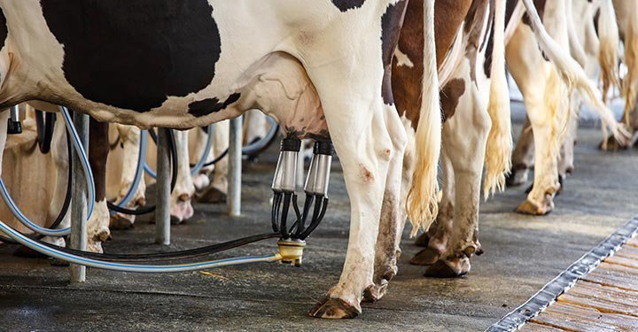 How Much Has A Glass Of Milk Travelled To Get To You?