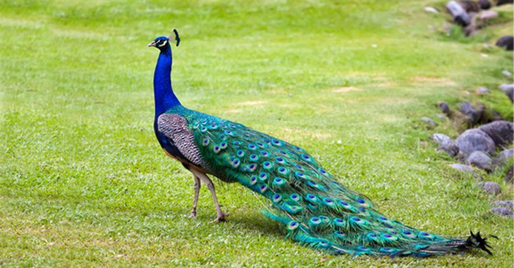 Amazing Facts About Birds For Kids