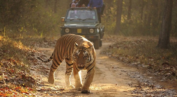 10 Best Places To Spot Tigers In India With Your Family