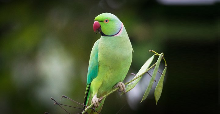 Amazing Facts About Birds For Kids