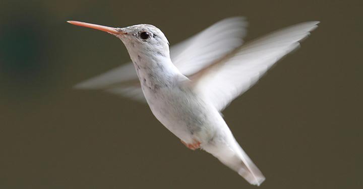 Interesting Facts About Hummingbirds For Kids