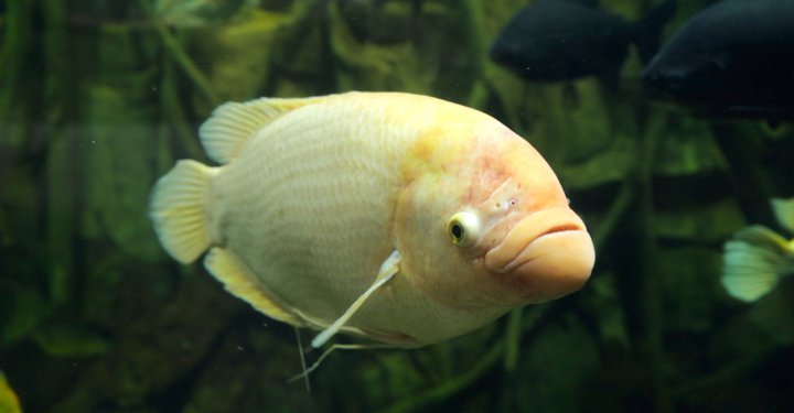 VGP Underwater Aquarium In Chennai