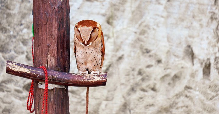 Interesting And Fun Facts About Owls For Kids