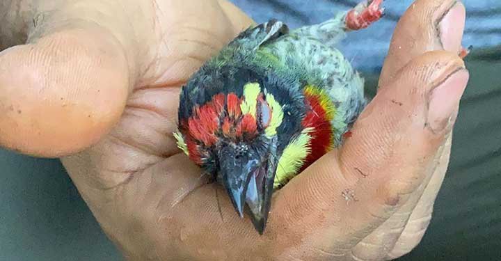 MS Dhoni And Daughter Ziva Team Up To Save An Injured Bird