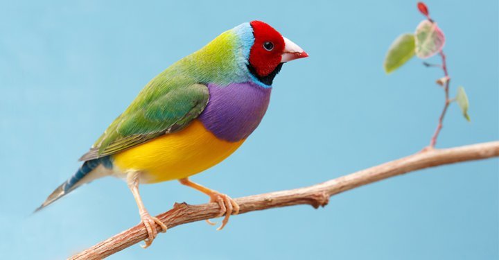 Amazing Facts About Birds For Kids