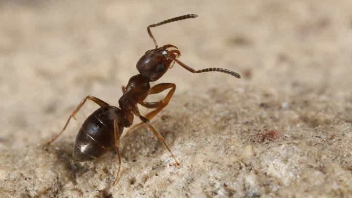 5 Ways To Make Your Home Pest-Free For Your Child 5 Ways To Make Your Home Pest-Free For Your Child