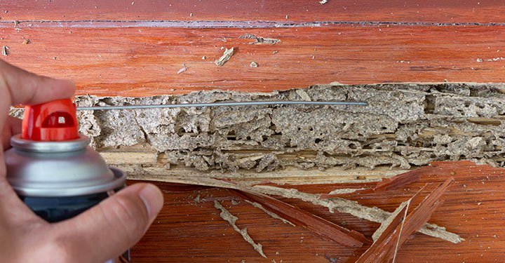 get termite inspection report for your home
