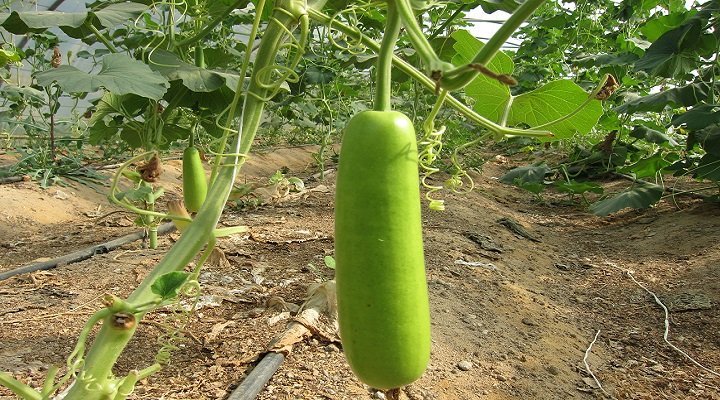 20 Vegetables To Include In Your Child's Diet