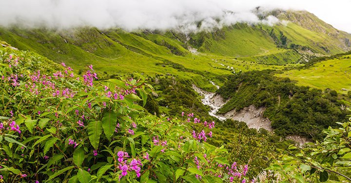 The Valley Of Flowers: A Trip To Remember