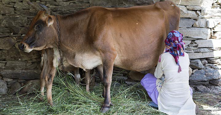 How Much Has A Glass Of Milk Travelled To Get To You?