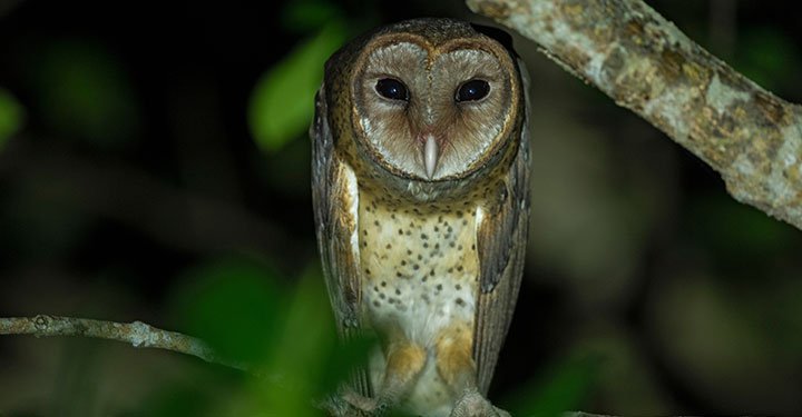 Interesting And Fun Facts About Owls For Kids