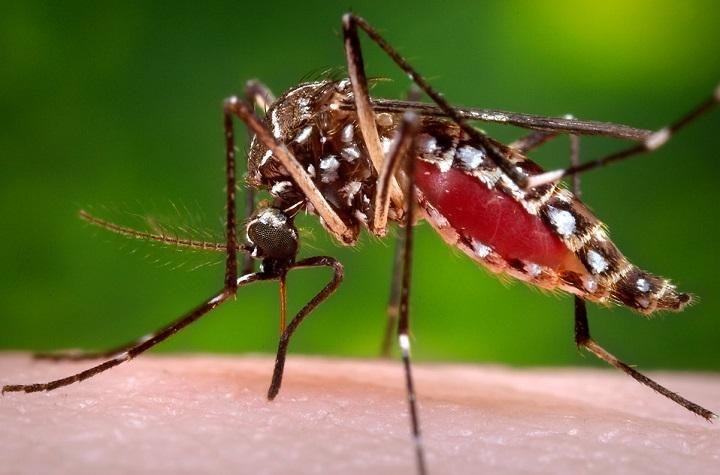 These nine tips can protect toddlers from mosquito bites and prevent malaria