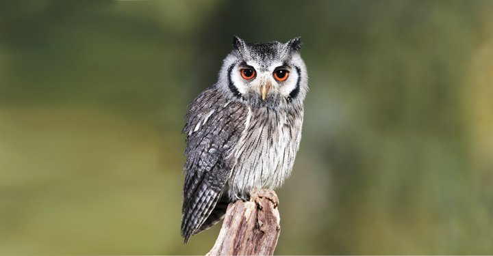 Amazing Facts About Birds For Kids