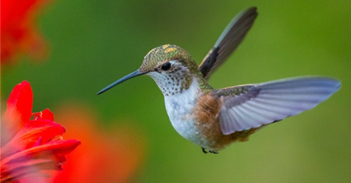 Amazing Facts About Birds For Kids