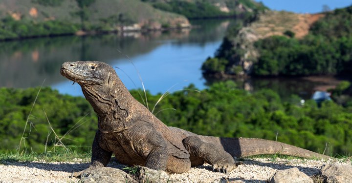 How To Plan A Trip To Komodo Island With Your Kids