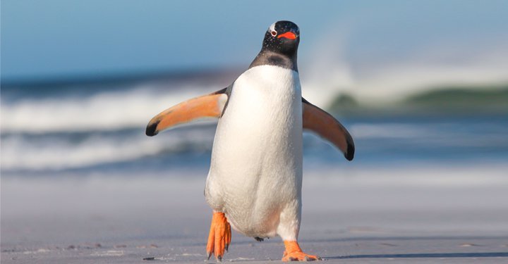 Amazing Facts About Birds For Kids