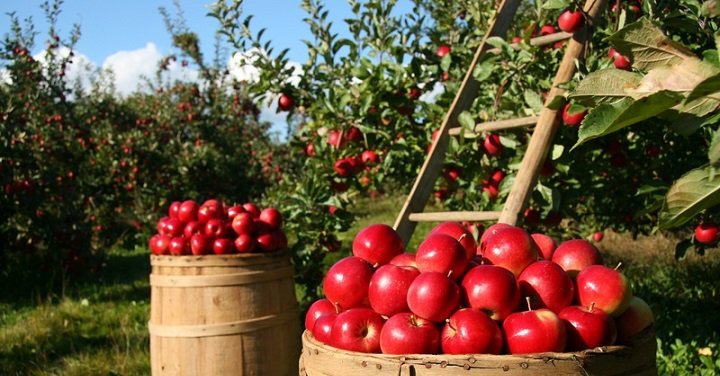 Health Benefits Of Eating Apple Fruit. An apple a day keeps the doctor away
