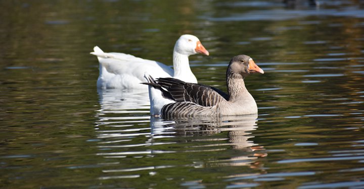 Amazing Facts About Birds For Kids