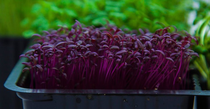 Greens For Kids? Try These 6 Surprisingly Yummy Ways To Make Them