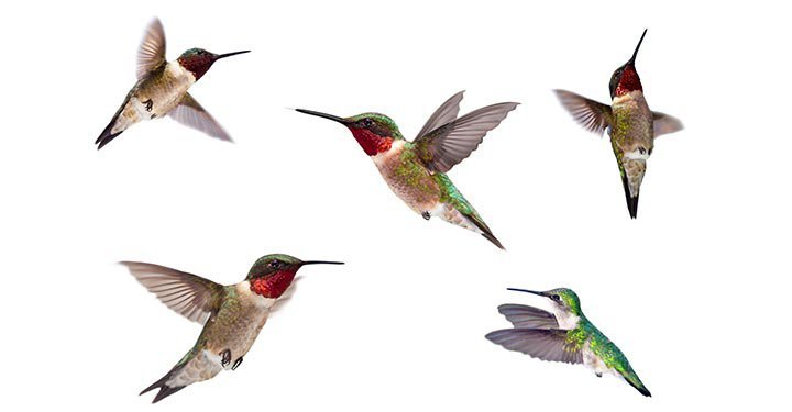 Hummingbird Facts for Kids, Hummingbirds Characteristics, Behaviour and ...