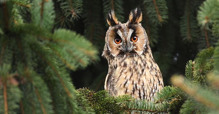 Interesting And Fun Facts About Owls For Kids