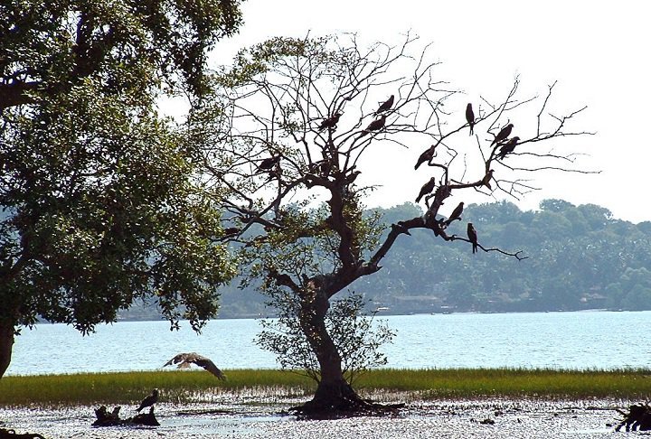 10 Amazing Things To Do In Goa With Your Kids 10 Amazing Things To Do In Goa With Your Kids