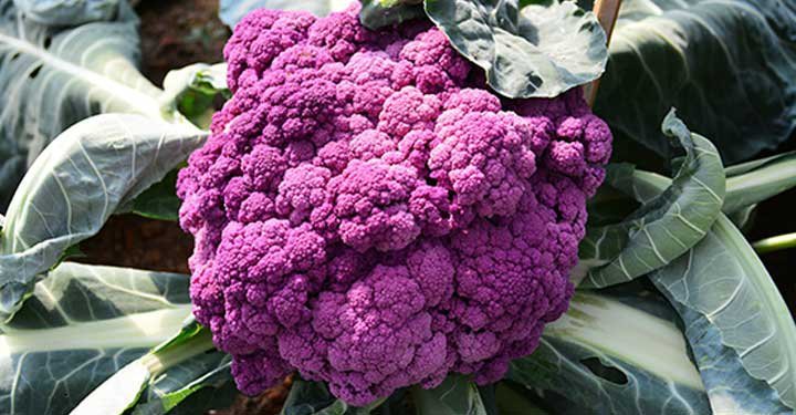 Health Benefits Of Broccoli, Nutrition And Calories