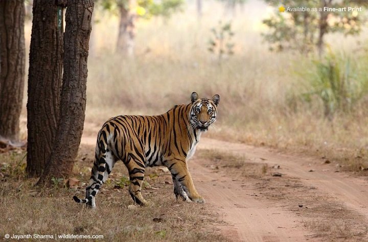 10 Best Places To Spot Tigers In India With Your Family